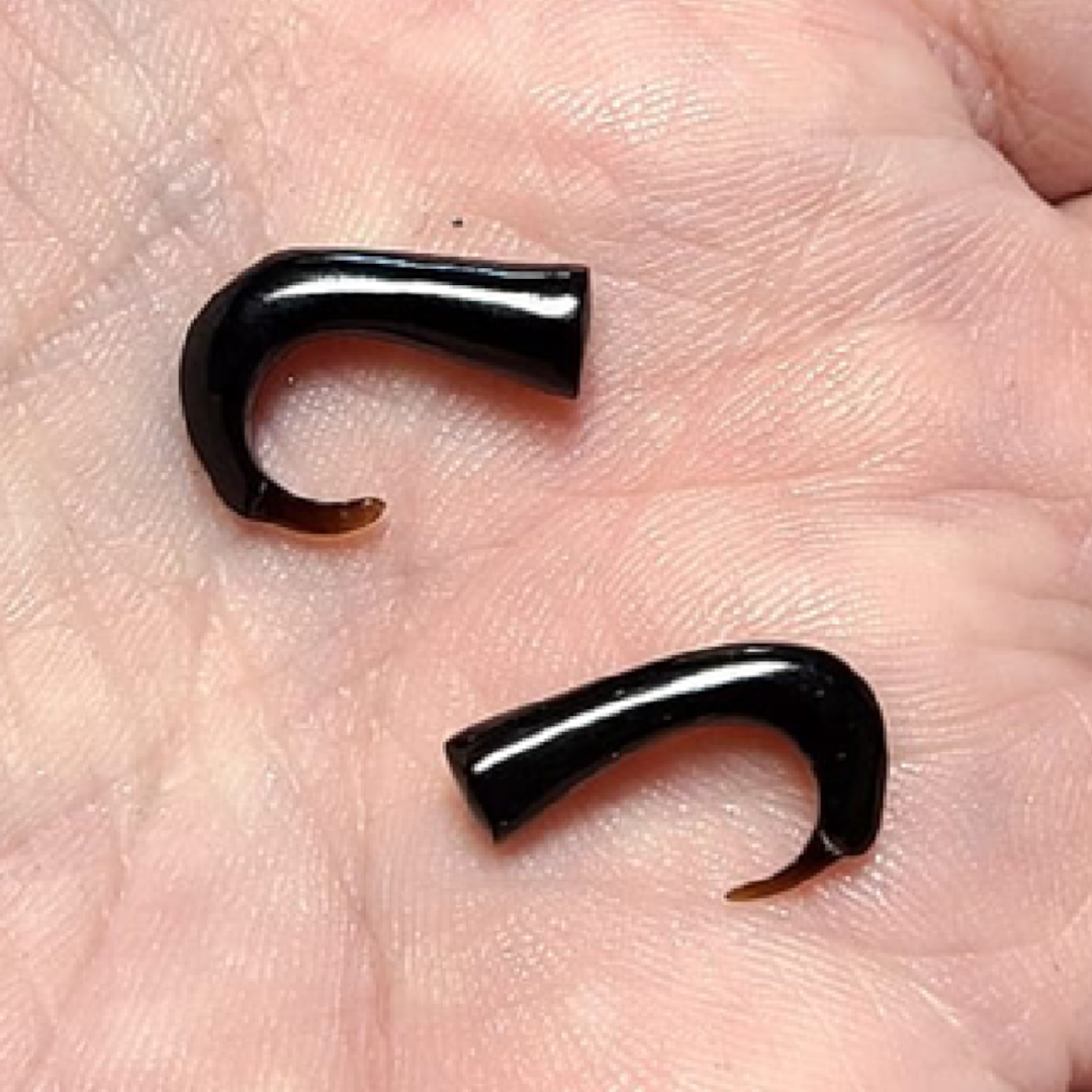 Buffalo Horn 6 & 8 Gauge Talon Claw Ear Tapers - Pair